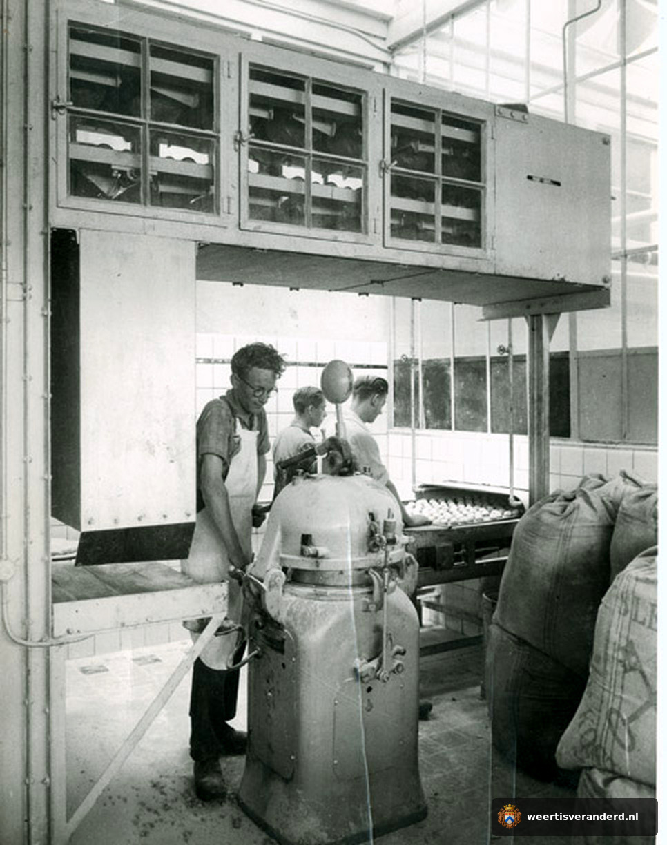 Inpaksters aan het werk in de beschuitfabriek