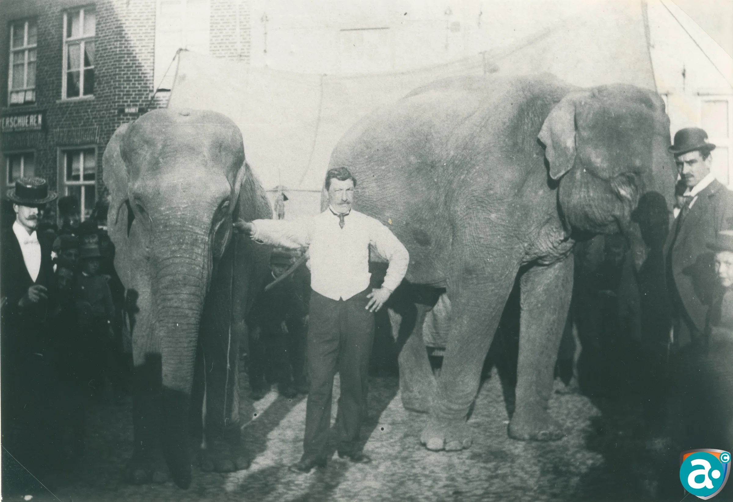 De grootste olifanten die men ooit gezien heeft en zeker in 1897 in Weert.